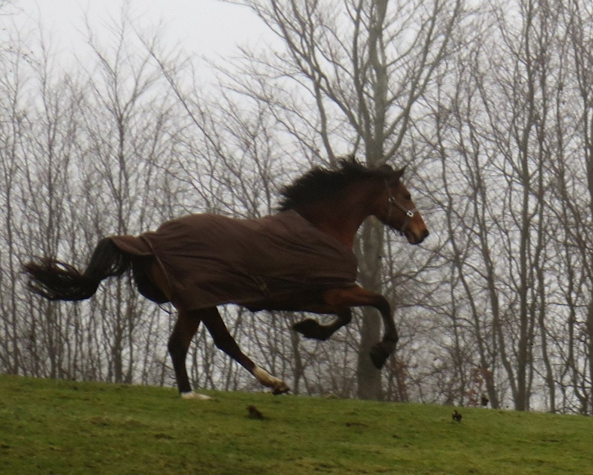 jumper Cantucci 3 (Holsteiner, 2008, from Clintord)