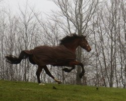 jumper Cantucci 3 (Holsteiner, 2008, from Clintord)