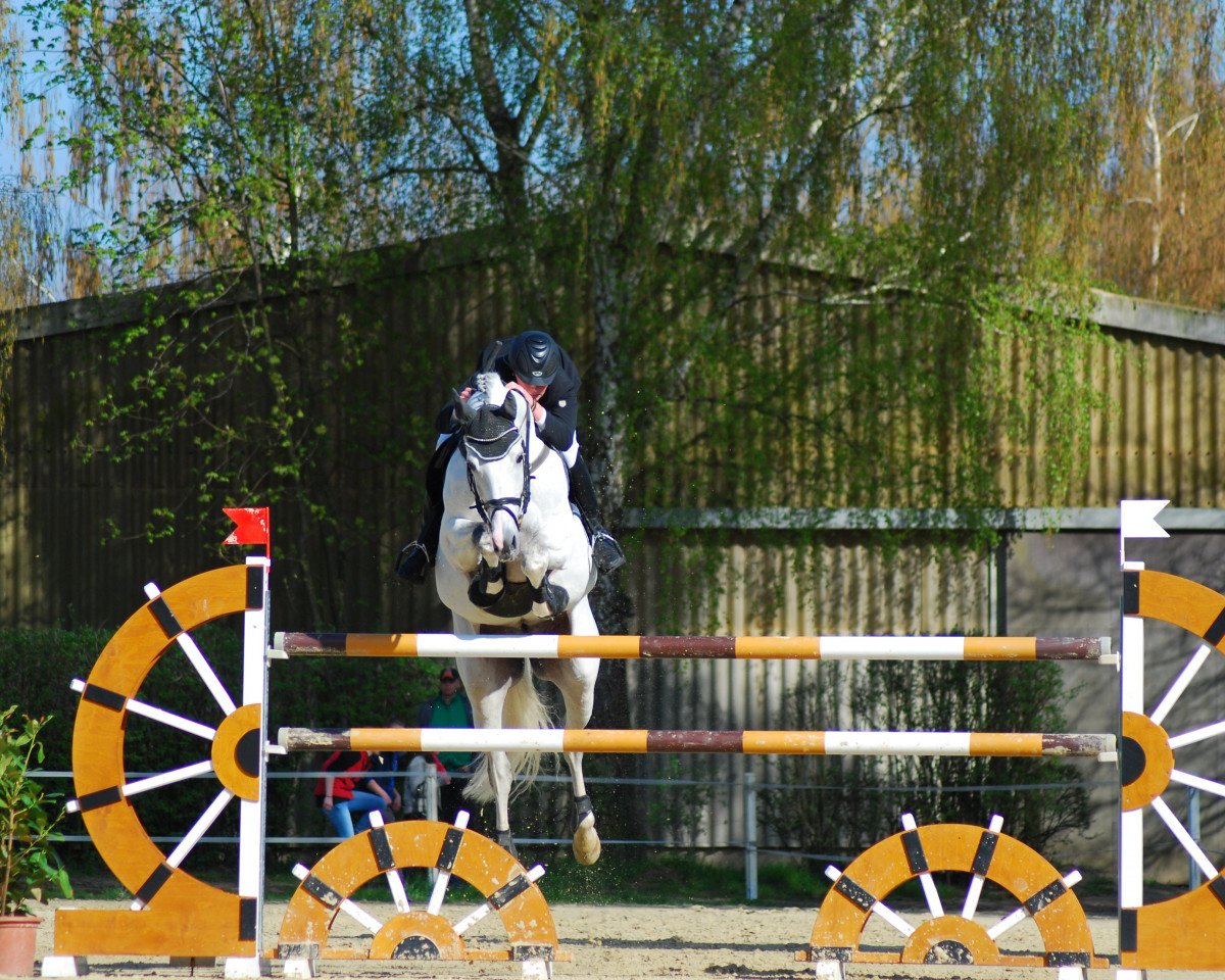 stallion Kaiserwind (Saxony-Anhaltiner, 1997, from Kolibri 2705)