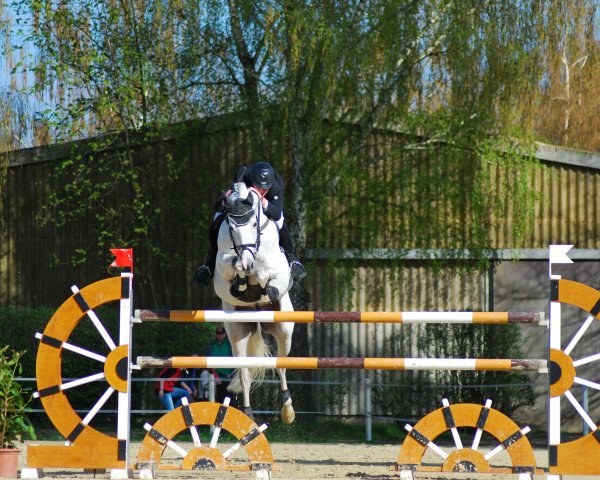 stallion Kaiserwind (Saxony-Anhaltiner, 1997, from Kolibri 2705)