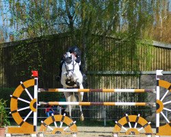 stallion Kaiserwind (Saxony-Anhaltiner, 1997, from Kolibri 2705)