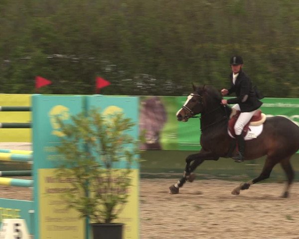 Reitturnier Langwedel - Hagen - Grinden 2019
