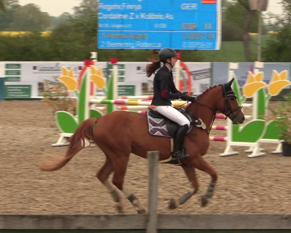 Reitturnier Langwedel - Hagen - Grinden 2019
