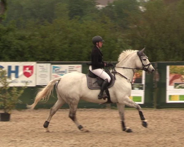 Reitturnier Langwedel - Hagen - Grinden 2019