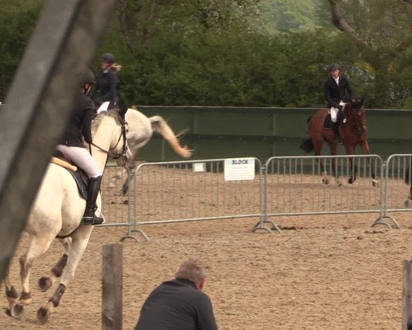 Reitturnier Langwedel - Hagen - Grinden 2019