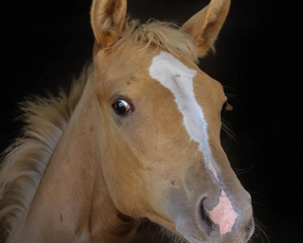 horse London Summer (Westphalian, 2016, from Londonderry)