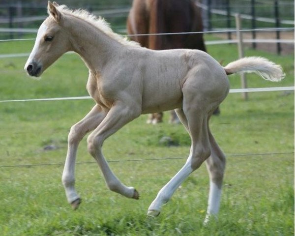 horse Mighty Quinn (German Warmblood, 2010, from Magic Memphis)
