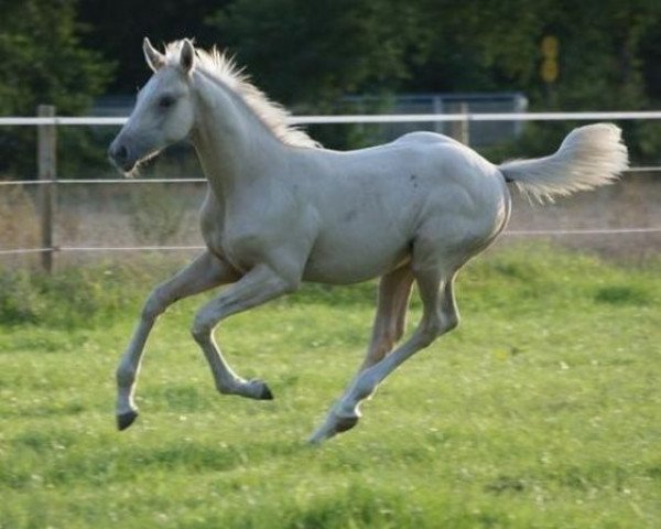 dressage horse Auekrugs Anthony (German Sport Horse, 2012, from Rff The Alchemist xx)