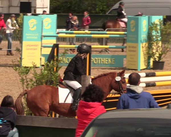 Reitturnier Langwedel - Hagen - Grinden 2019