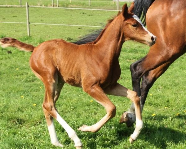 horse Quality Street (German Warmblood, 2013, from DSP Quasi Gold Md)