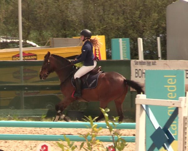 Reitturnier Langwedel - Hagen - Grinden 2019
