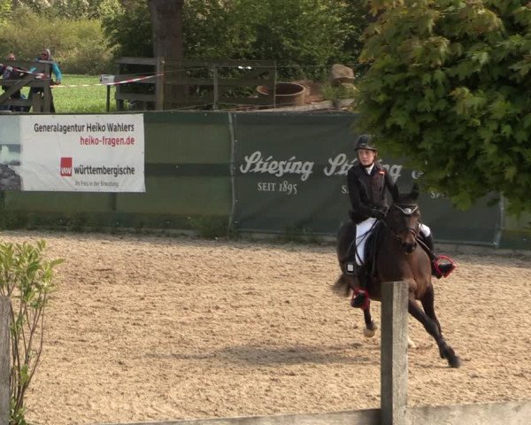 Reitturnier Langwedel - Hagen - Grinden 2019