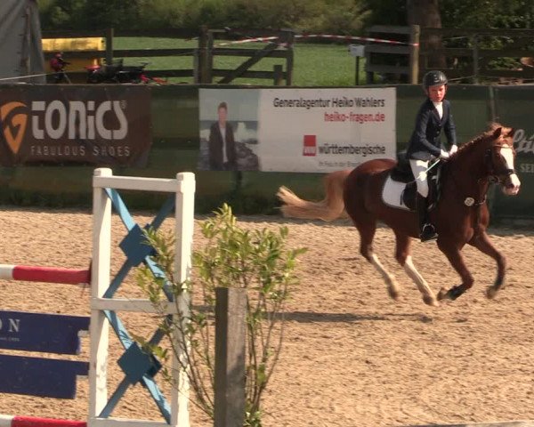 Reitturnier Langwedel - Hagen - Grinden 2019