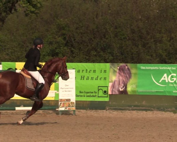 Reitturnier Langwedel - Hagen - Grinden 2019