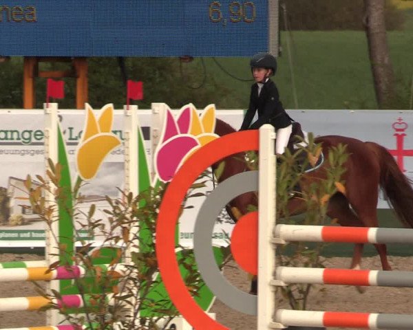 Reitturnier Langwedel - Hagen - Grinden 2019