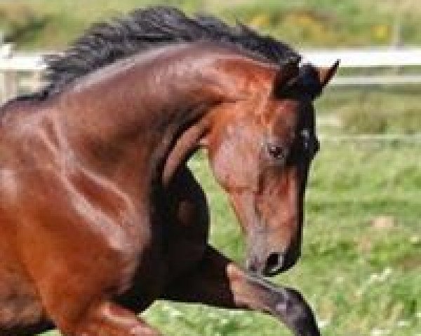 Dressurpferd Skyline 53 (Deutsches Sportpferd, 2006, von Samba Hit I)
