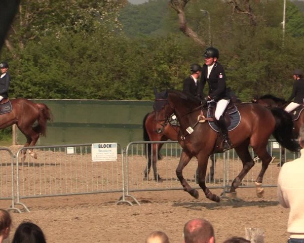 Reitturnier Langwedel - Hagen - Grinden 2019