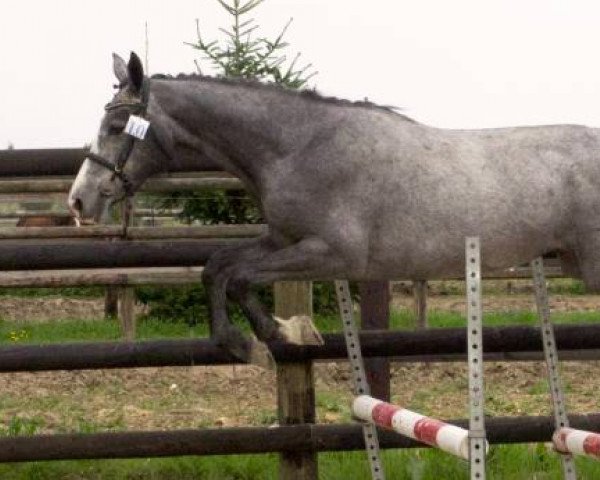 horse Cleveland Gravelotte (Selle Français, 2012, from Berlin)