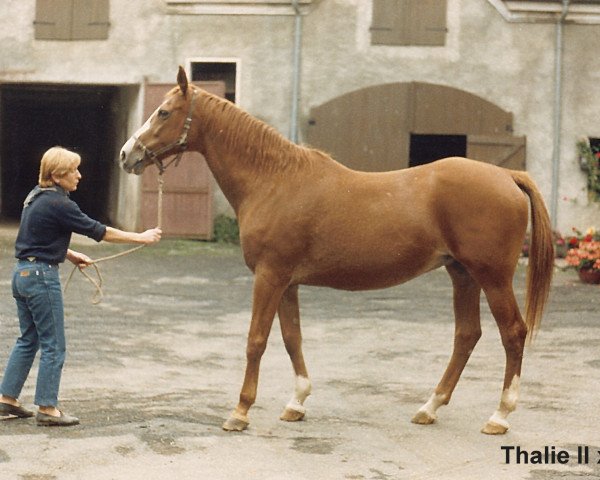 broodmare Thalie II (Arabian purebred,  , from Djerba Oua ox)