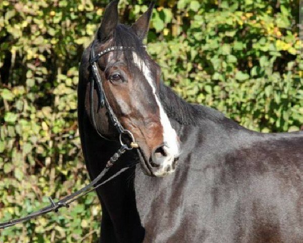 horse Seal (Westphalian, 2004, from Sir Bedo)