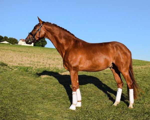 horse Van Helsing Vermentino (Hanoverian, 2016, from Veneno)