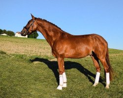 horse Van Helsing Vermentino (Hanoverian, 2016, from Veneno)