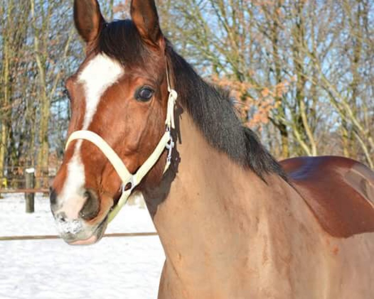 jumper Libbi (Westphalian, 2007, from Lord Caletto)