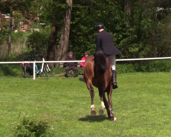 Reitturnier Meldorf 2019