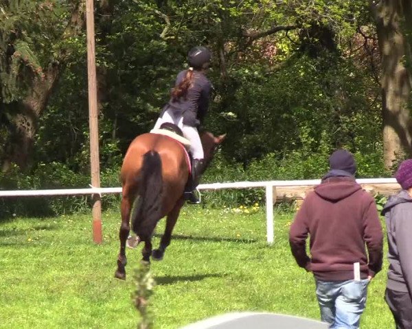 Reitturnier Meldorf 2019