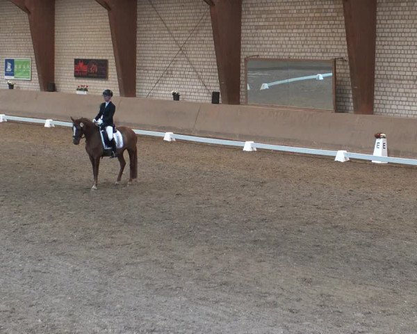 Reitturnier Kamen 2019