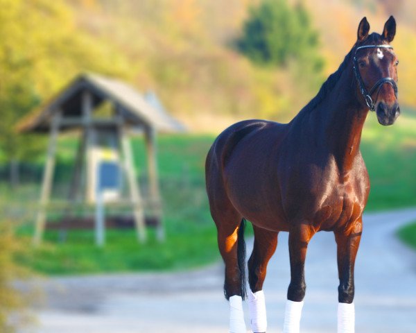 broodmare Finlady (Hanoverian, 2001, from Fabriano) broodmare Finlady (Hanoverian, 2001, from Fabriano)
