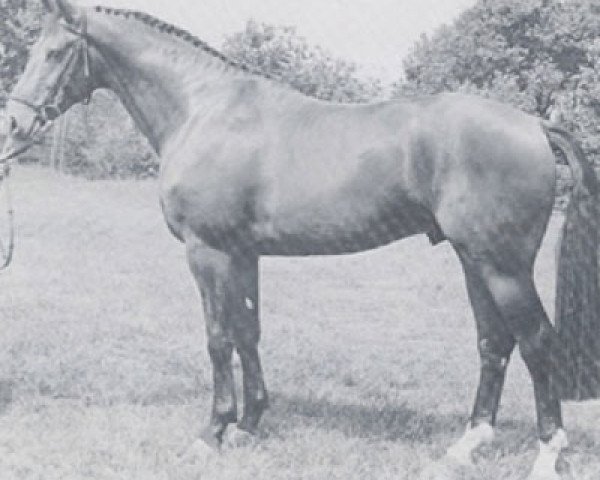 Deckhengst Vergilius (KWPN (Niederländisches Warmblut), 1979, von Pionier)