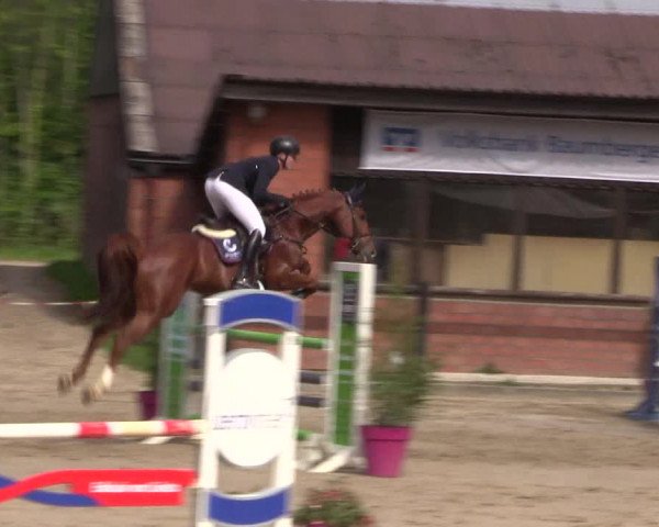 Reitturnier Havixbeck 2019