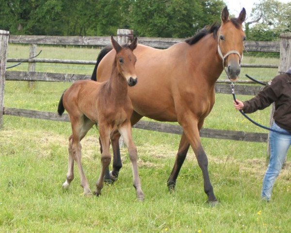 broodmare Qualiska de Riverland (Selle Français, 2004, from Dollar du Murier)