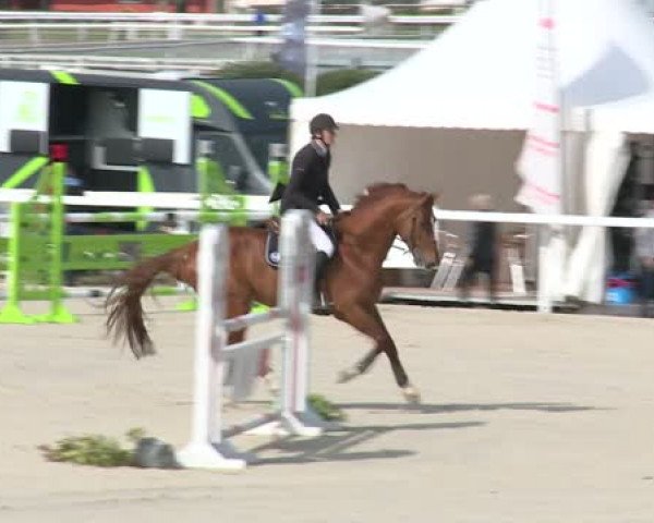 jumper Utile de Riverland (Selle Français, 2008, from Diamant de Semilly)