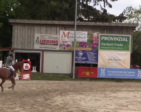 Reitturnier Havixbeck 2019