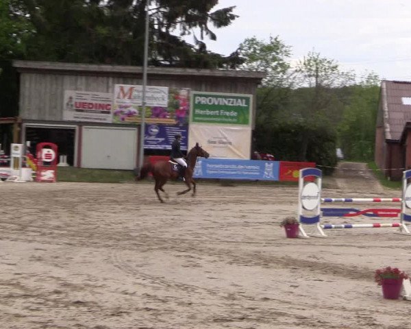 Reitturnier Havixbeck 2019
