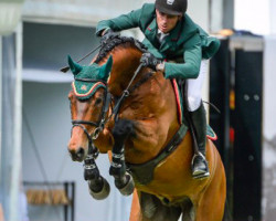stallion Albführen's Memphis (Holsteiner, 2001, from Quinar)