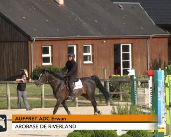 jumper Arobase de Riverland (Selle Français, 2010, from Lando)