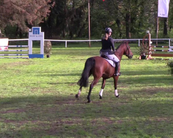 Reitturnier Meldorf 2019