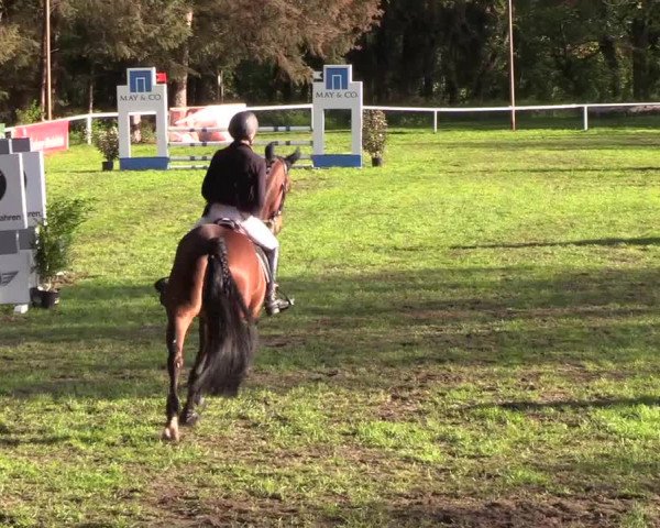 Reitturnier Meldorf 2019