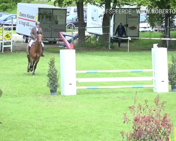 Reitturnier Uster 2019