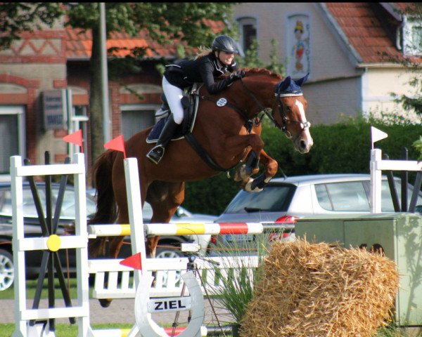 Springpferd Gräfin Valentina (Hannoveraner, 2007, von Valentino)