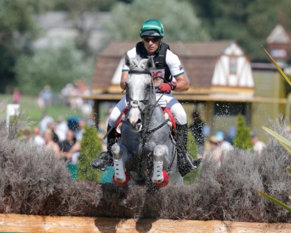 horse Kilronan (Irish Sport Horse, 2001, from Ghareeb xx)