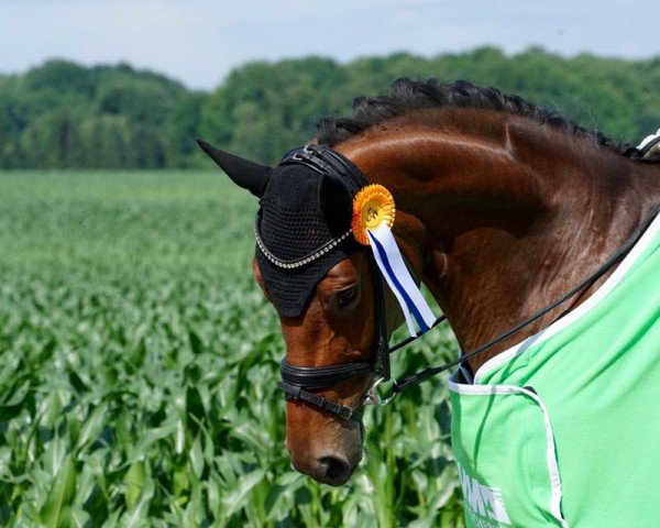 Zuchtstute Scavy (Hannoveraner, 2011, von Scolari)