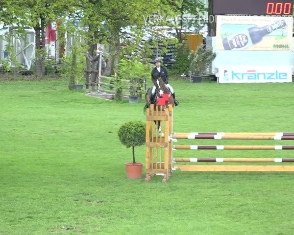Reitturnier Uster 2019