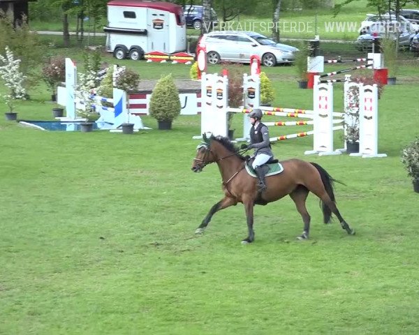 Reitturnier Uster 2019