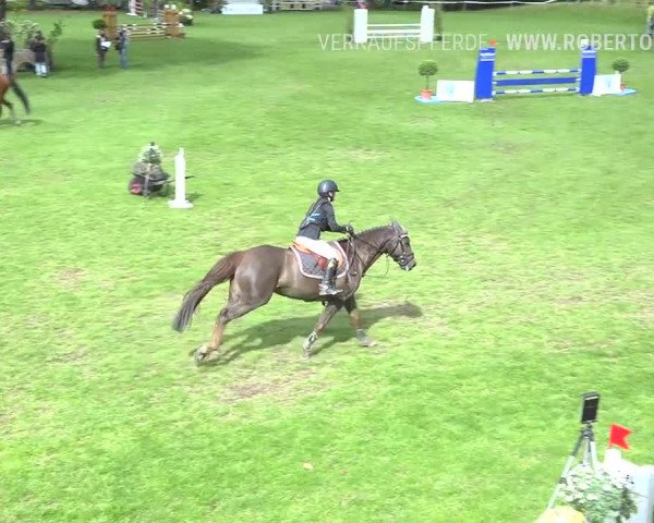 Reitturnier Uster 2019