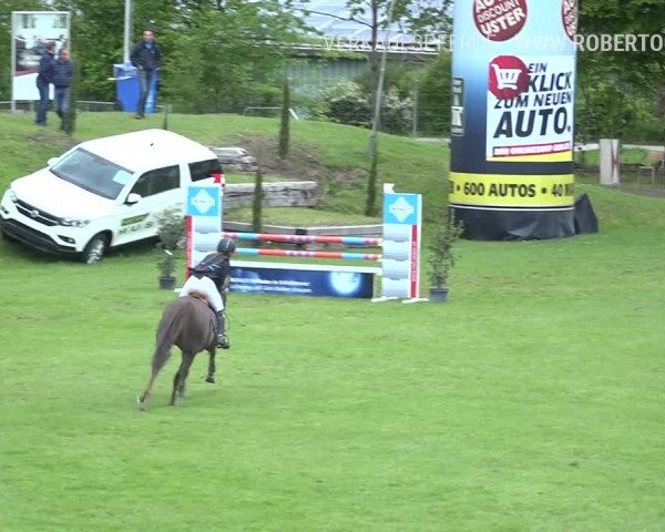 Reitturnier Uster 2019