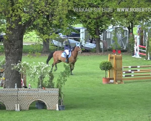 Reitturnier Uster 2019